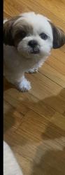 Lost Female Dog last seen Near West St Brooklyn, NY  11223 United States, Brooklyn, NY 11223