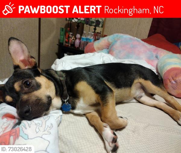 Lost Male Dog last seen Post Office Across the street in Cordova, Rockingham, NC 28379