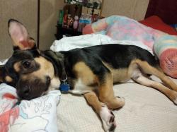 Lost Male Dog last seen Post Office Across the street in Cordova, Rockingham, NC 28379