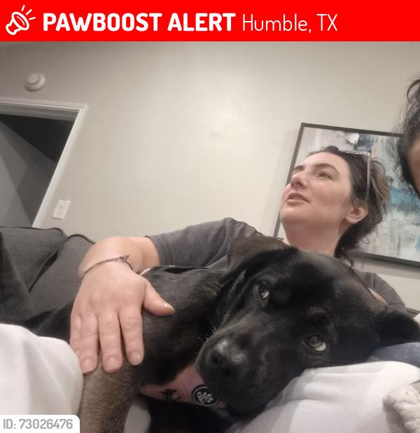 Lost Female Dog last seen Echo ridge court, Humble, TX 77339