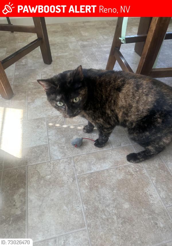Lost Female Cat last seen Near pin oak ct, Reno, NV 89508