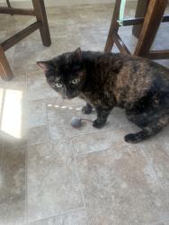 Lost Female Cat last seen Near pin oak ct, Reno, NV 89508