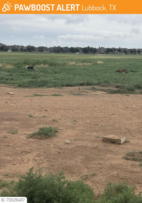 Found/Stray Male Dog last seen 140th and Indiana behind Axis Water and State Farm, Lubbock, TX 79423