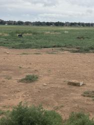 Found/Stray Male Dog last seen 140th and Indiana behind Axis Water and State Farm, Lubbock, TX 79423