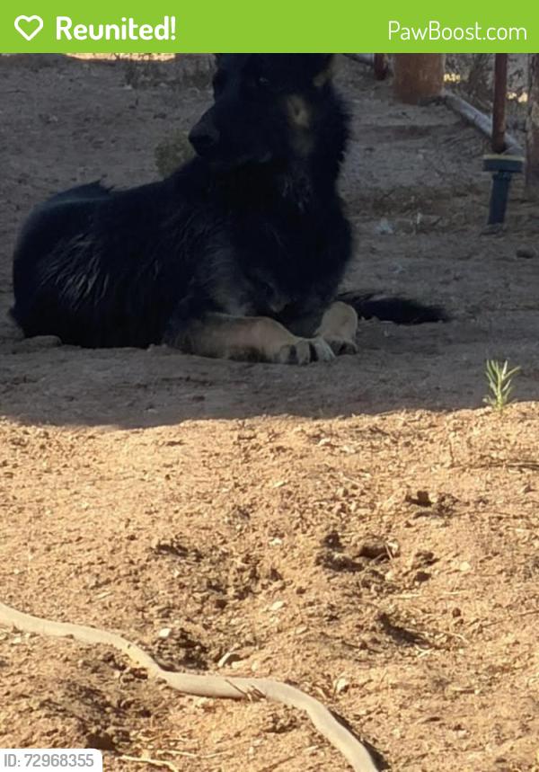 Reunited Male Dog last seen 32nd street & E Vineyard Road, Phoenix, AZ 85042