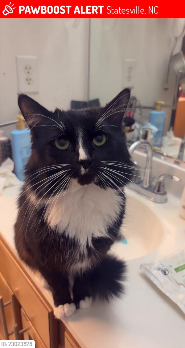 Lost Male Cat last seen May Drive in Statesville Nc, Statesville, NC 28677