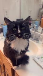 Lost Male Cat last seen May Drive in Statesville Nc, Statesville, NC 28677