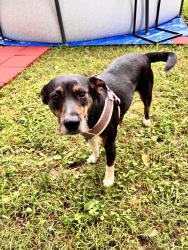 Found/Stray Female Dog last seen coosa collectables, Rome, GA 30165