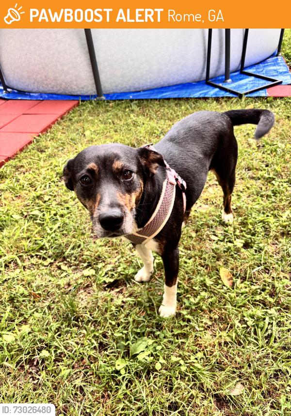 Found/Stray Female Dog last seen coosa collectables, Rome, GA 30165