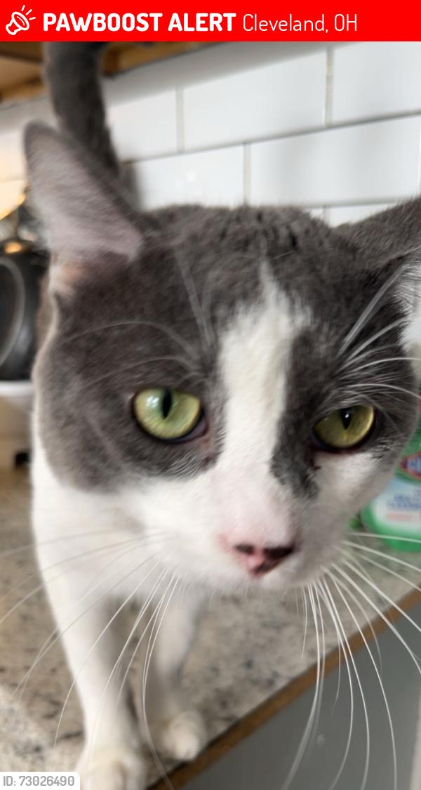 Lost Male Cat last seen Erwin ave & west 130th by family dollar, Cleveland, OH 44135