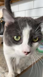 Lost Male Cat last seen Erwin ave & west 130th by family dollar, Cleveland, OH 44135