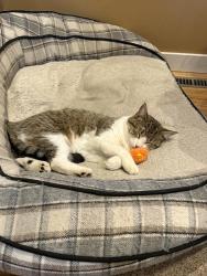 Lost Female Cat last seen Scenic Heights, Alexandria, MN 56308