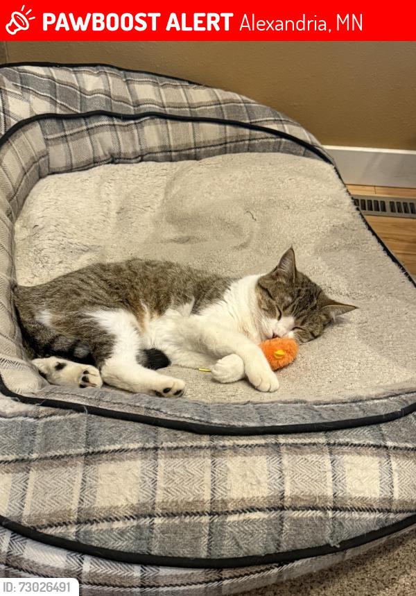 Lost Female Cat last seen Scenic Heights, Alexandria, MN 56308