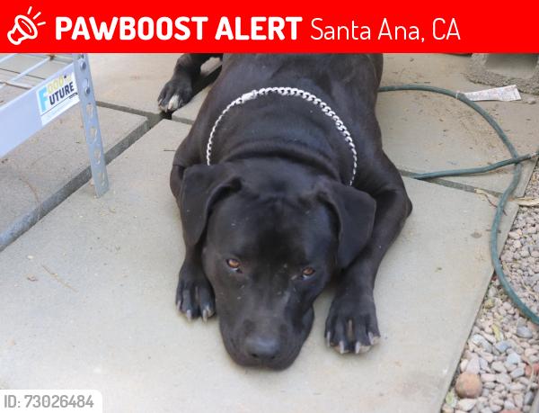 Lost Female Dog last seen Gertrude pl and S flower st , Santa Ana, CA 92707