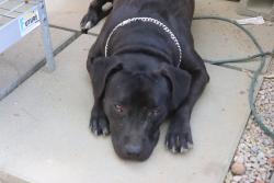 Lost Female Dog last seen Gertrude pl and S flower st , Santa Ana, CA 92707