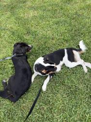 Found/Stray Female Dog last seen Gemini, Port St. Lucie, FL 34984