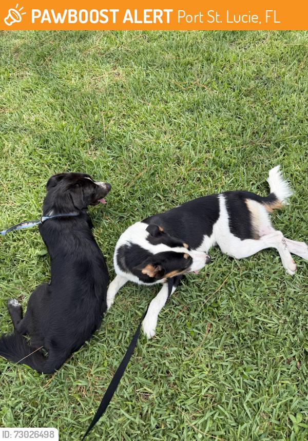 Found/Stray Female Dog last seen Gemini, Port St. Lucie, FL 34984