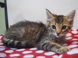 Shelter Stray Male Cat last seen BOTHWELL DR/ ASIMOV WAY, 95829, 3839 Bradshaw Rd, Sacramento, CA 95827, USA