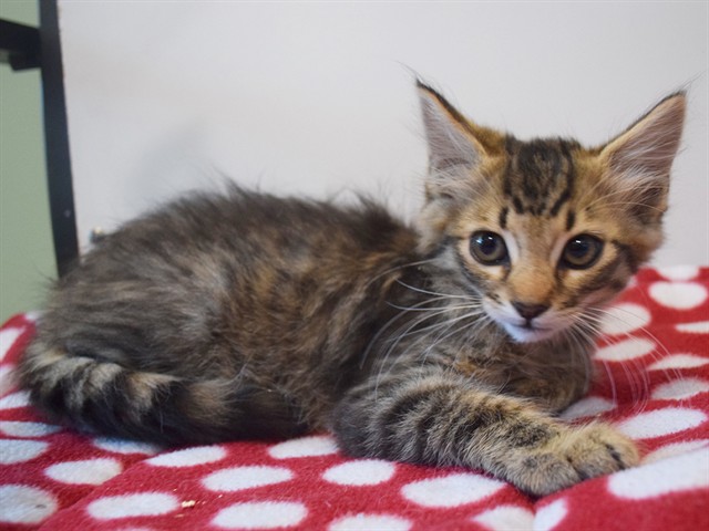 Shelter Stray Male Cat last seen BOTHWELL DR/ ASIMOV WAY, 95829, 3839 Bradshaw Rd, Sacramento, CA 95827, USA
