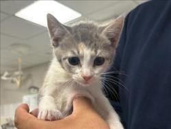 Shelter Stray Female Cat last seen , West Valley Animal Shelter, 20655 Plummer St, Chatsworth, CA 91311, USA