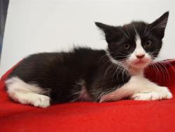 Shelter Stray Female Cat last seen WATT AVE/ KEIFER RD, 958226, 3839 Bradshaw Rd, Sacramento, CA 95827, USA