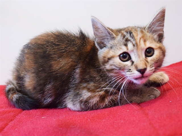Shelter Stray Female Cat last seen WATT AVE/ EL ENCINO WAY, 95864, 3839 Bradshaw Rd, Sacramento, CA 95827, USA