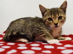 Shelter Stray Female Cat last seen HEILEIN WAY/BOTHWELL DR, 95829, 3839 Bradshaw Rd, Sacramento, CA 95827, USA
