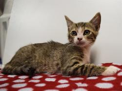 Shelter Stray Male Cat last seen HEILEIN WAY/BOTHWELL DR, 95829, 3839 Bradshaw Rd, Sacramento, CA 95827, USA