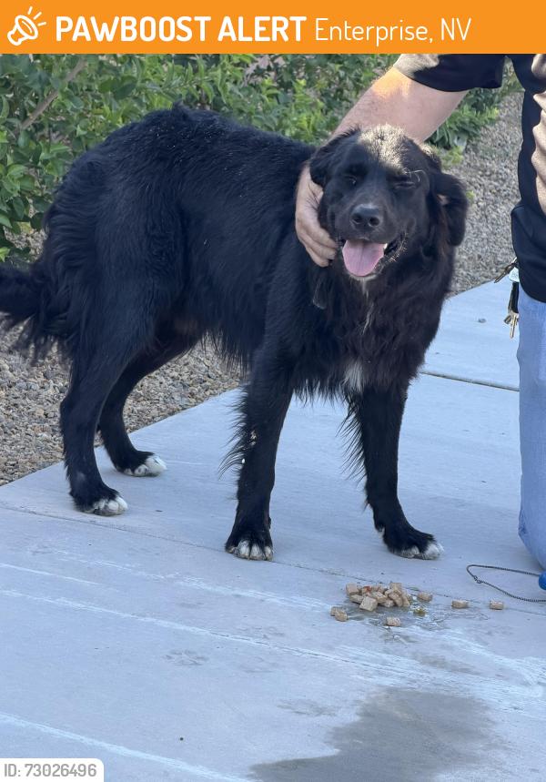 Found/Stray Male Dog last seen Pyle and Dean Martin , Enterprise, NV 89141