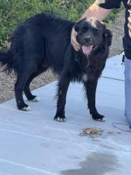 Found/Stray Male Dog last seen Pyle and Dean Martin , Enterprise, NV 89141