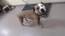 Shelter Stray Male Dog last seen Near BLOCK LOWELL BLVD, DENVER, CO 80204, 1241 W Bayaud Ave, Denver, CO 80223, USA