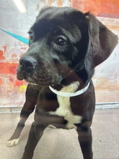 Shelter Stray Female Dog last seen Near BLOCK ARROW BLVD, 333 Chandler Pl, San Bernardino, CA 92408, USA