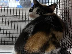 Shelter Stray Female Cat last seen , 1850 W 60th St, Los Angeles, CA 90047, USA