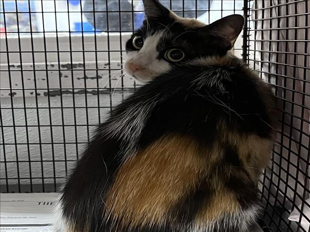 Shelter Stray Female Cat last seen , 1850 W 60th St, Los Angeles, CA 90047, USA