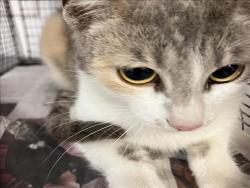 Shelter Stray Female Cat last seen , 1850 W 60th St, Los Angeles, CA 90047, USA