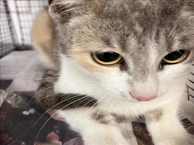 Shelter Stray Female Cat last seen , 1850 W 60th St, Los Angeles, CA 90047, USA