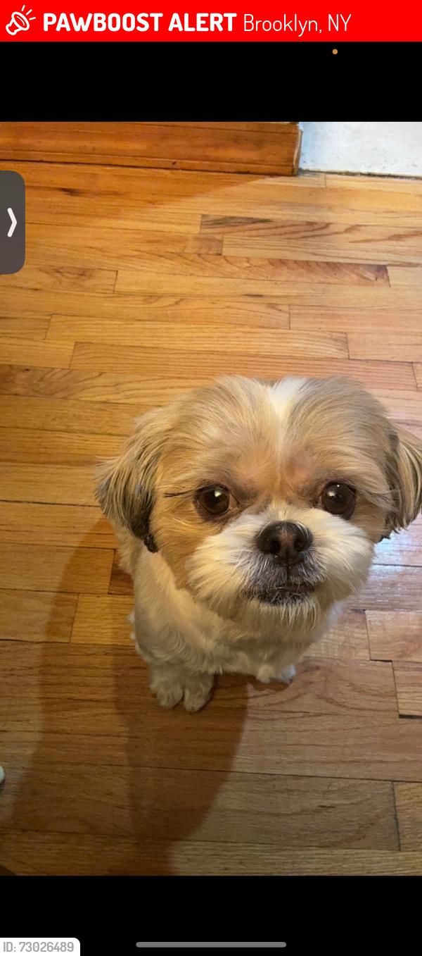 Lost Female Dog last seen Near West St Brooklyn, NY  11223 United States, Brooklyn, NY 11223