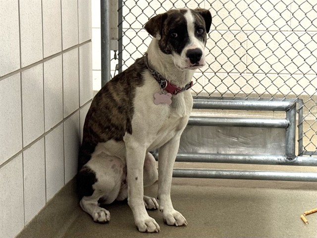 Shelter Stray Female Dog last seen Near BLOCK LANCASTER DR, COLORADO SPRINGS CO 80916, 610 Abbot Ln, Colorado Springs, CO 80905, USA