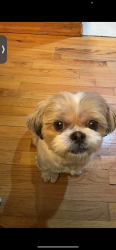 Lost Female Dog last seen Near West St Brooklyn, NY  11223 United States, Brooklyn, NY 11223