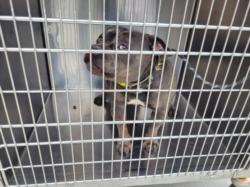 Shelter Stray Female Dog last seen , 957 N Gaffey St, San Pedro, CA 90731, USA