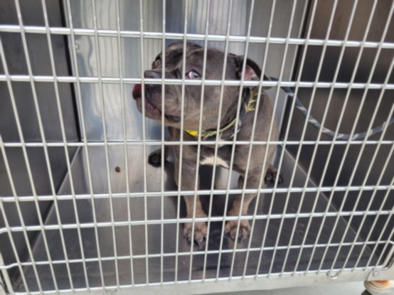 Shelter Stray Female Dog last seen , 957 N Gaffey St, San Pedro, CA 90731, USA