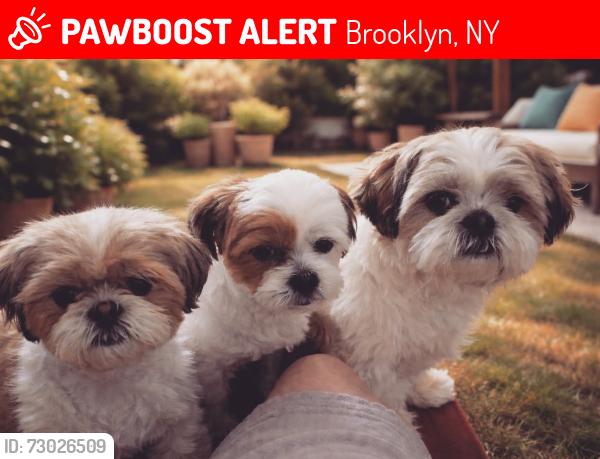 Lost Female Dog last seen McDonald  Ave  and Ave U, Brooklyn, NY 11223
