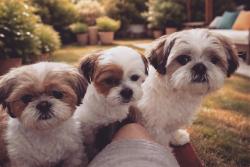 Lost Female Dog last seen McDonald  Ave  and Ave U, Brooklyn, NY 11223