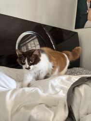 Reunited Female Cat last seen Near W 132nd St, Hawthorne, CA 90250, USA, Hawthorne, CA 90250