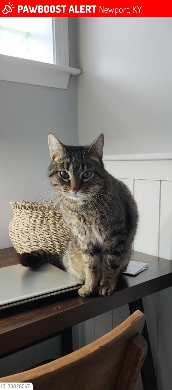 Lost Female Cat last seen East Alexandria pike , Newport, KY 41076