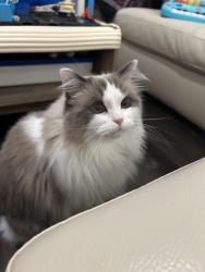 Lost Female Cat last seen Cater Ave, Arfield Ave.,, Ajax, ON L1Z 0G2