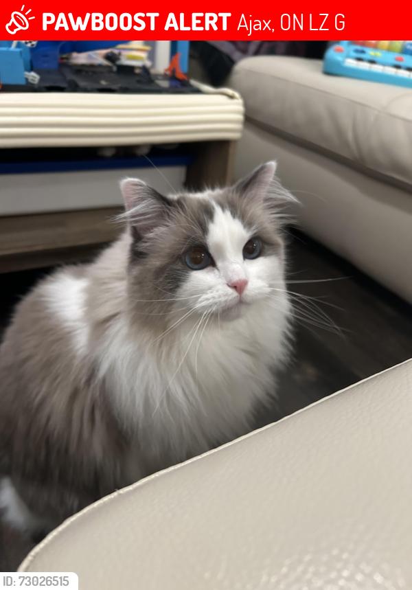 Lost Female Cat last seen Cater Ave, Arfield Ave.,, Ajax, ON L1Z 0G2