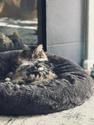 Reunited Male Cat last seen Bay Ledge Drive , Pearland, TX 77584