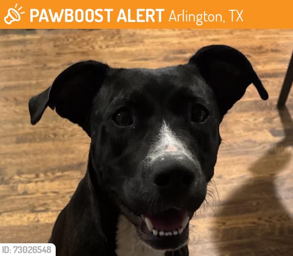 Found/Stray Female Dog last seen Collins & Park Row, Arlington, TX 76011