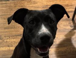 Found/Stray Female Dog last seen Collins & Park Row, Arlington, TX 76011